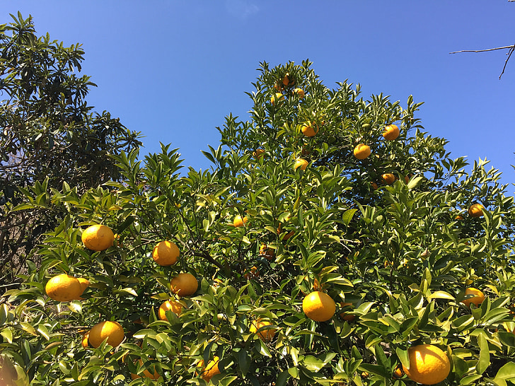 pomelo Watson, laranjas de Mandarin, árvore de laranjas, frutas, laranja, árvore, frutas cítricas