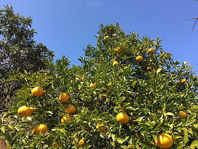 watson pomelo, mandarin oranges, tree of oranges, fruit, orange, tree, citrus Fruit