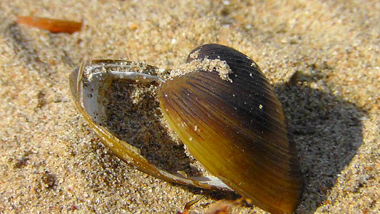 shell, housing, sand, sand beach, nature, mussels, sea animals
