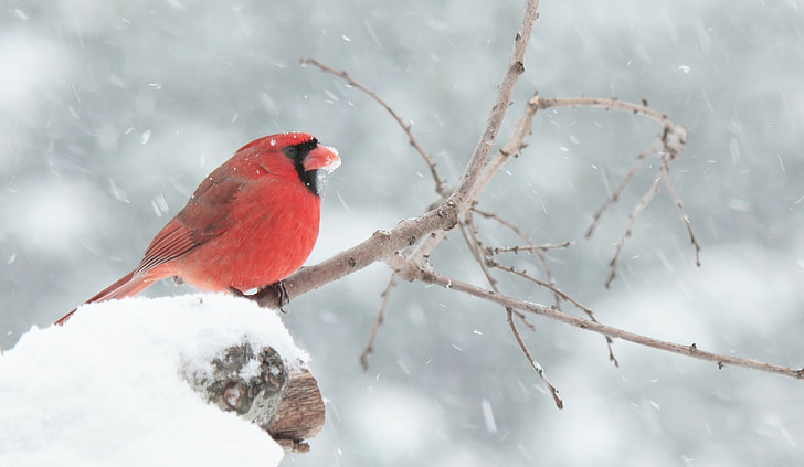 kardinál, červená, sneh