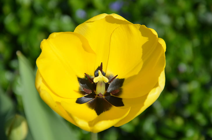 Tulip, blomst, forår, afskårne blomster, natur, gul, plante