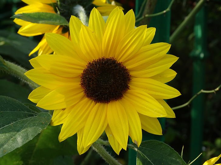 flower, sunflower, petals, yellow, garden, nature, summer