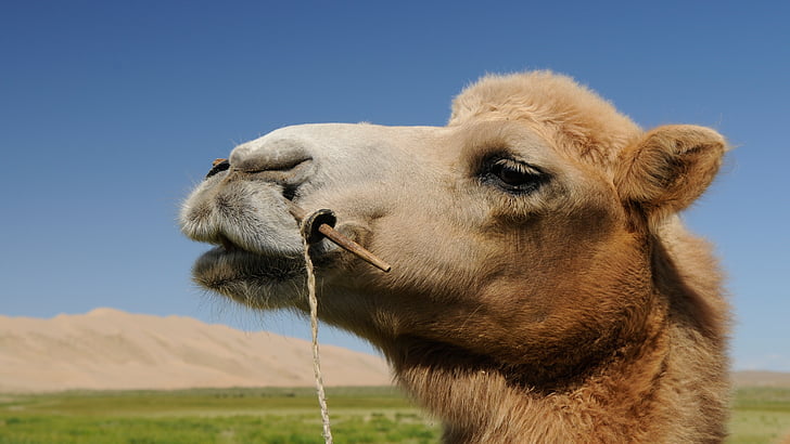 camelo, Mongólia, deserto, retrato