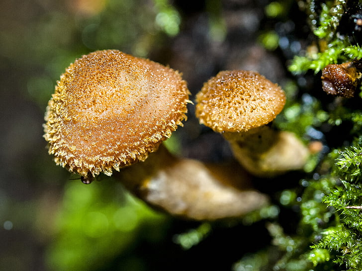 mushroom, forest, autumn, nature