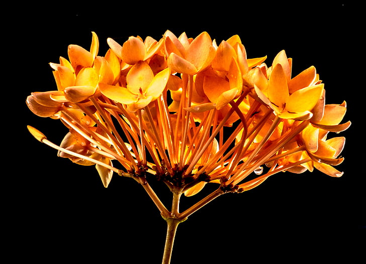 flor, flor, flor, groc taronja, groc, reflexió, bellesa en la naturalesa
