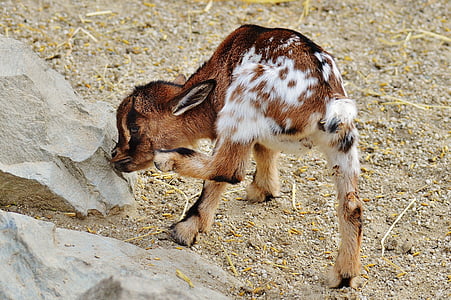 goat, wildpark poing, young animals, playful, romp, cute, small