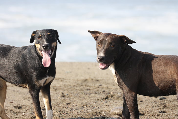 hunde, Beach, dyr