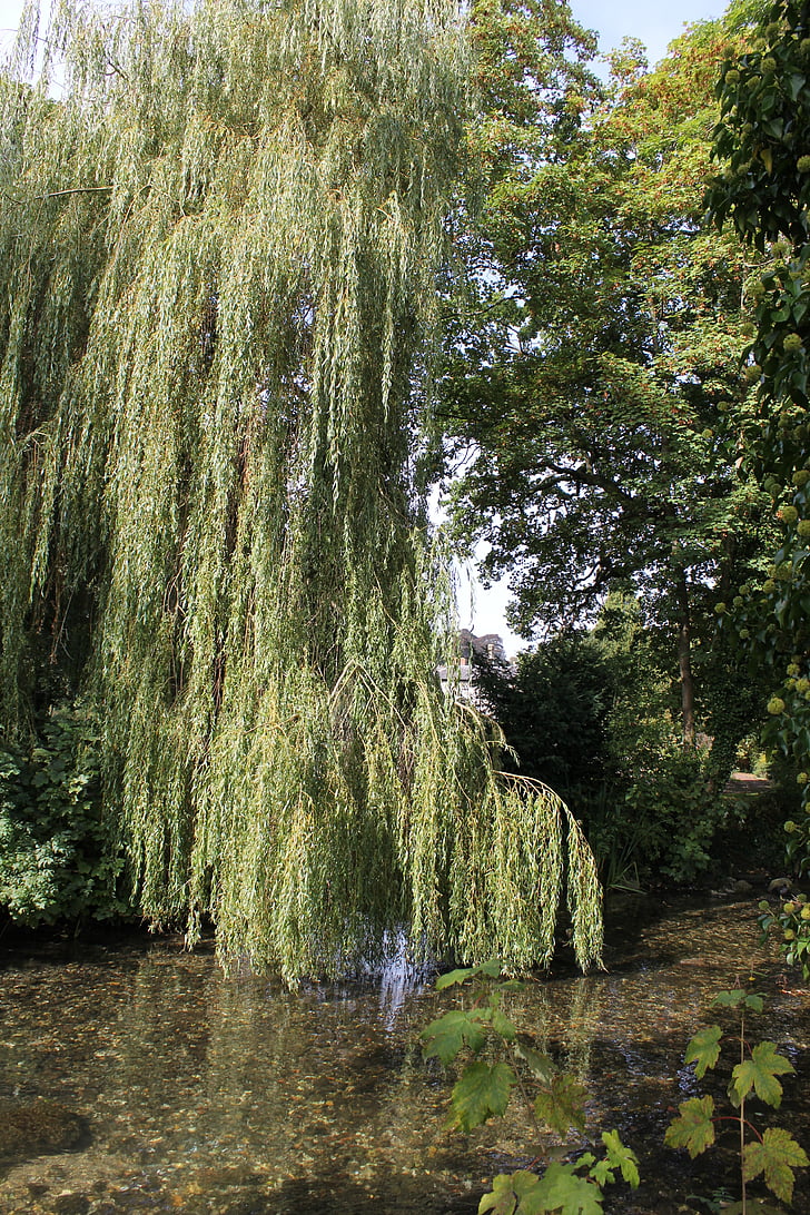 tree, lake, summer, country side, willow, willow tree