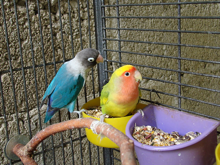 fugler, par, kjæledyr, vakker, papegøyer, fargerike, buret