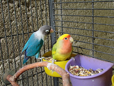 vogels, paar, huisdieren, mooie, papegaaien, kleurrijke, kooi