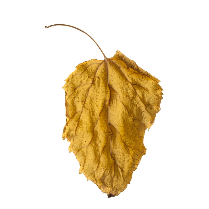 leaves, autumn, season, withered leaves, the leaves are, dry leaves, yellow