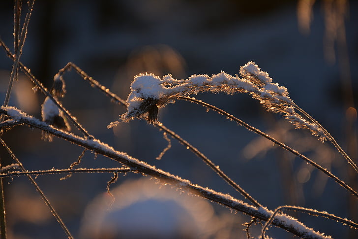 Makro, Winter, unter dem Schnee, Closeup, Filiale, Grass, Trockenrasen