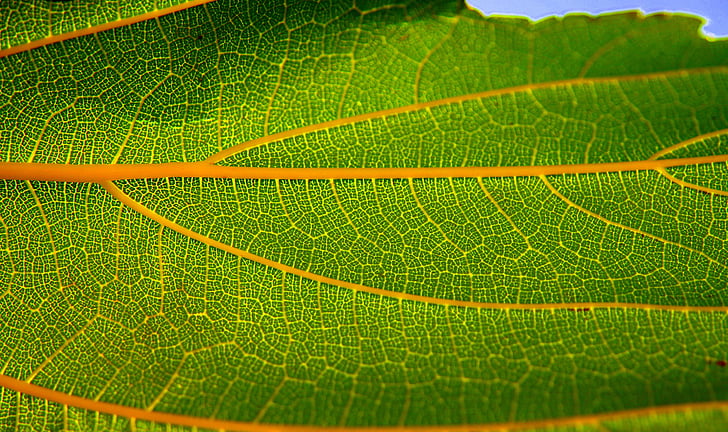 лист, Структура, Грин, Осенний лист, летний лист, Природа, природные