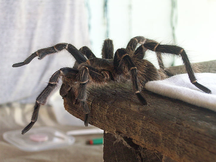 Tarantula, edderkop, behårede, Araknofobi, Sydamerika