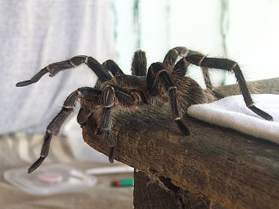 тарантула, людина-павук, волохаті, Арахнофобія, Південна Америка