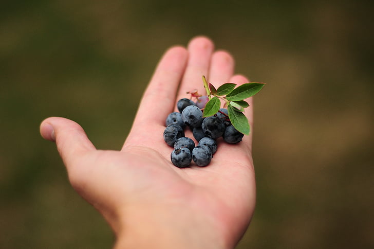 blueberries, blue, berries, hand, holding food, food, human hand