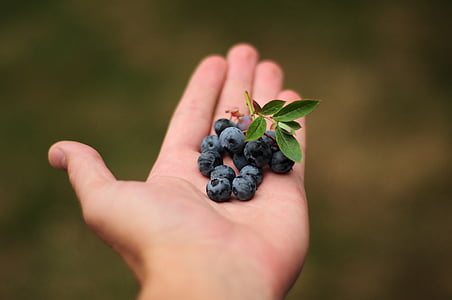 mirtilli, blu, frutti di bosco, mano, alimento della holding, cibo, mano umana