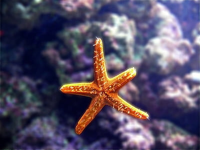 морска звезда, аквариум, природата, море, звезда, морски, океан
