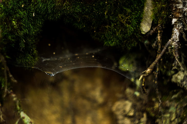 closeup, photo, green, leaf, planmt, web, tree