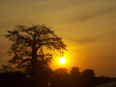 africa, sol, tree, sky, horizon, landscape