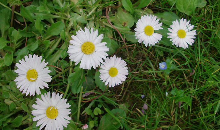 Daisy, bunga, hijau, bunga, Lapangan hijau, Cantik, alam