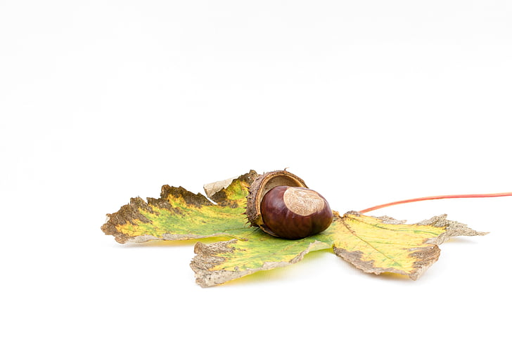 chestnut, musim gugur, buah berangan, membuka chestnut, kastanye shell, berduri, kastanye daun