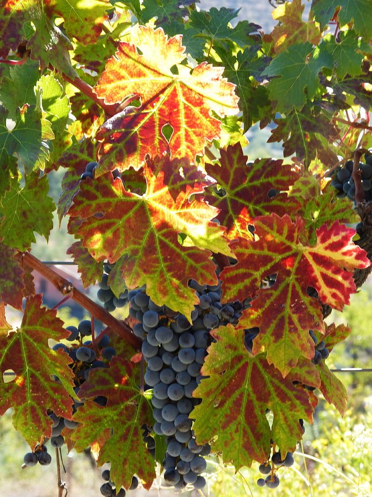 kmeň, vinič, jeseň, Červené listy, listy viniča, Priorat, hrozna