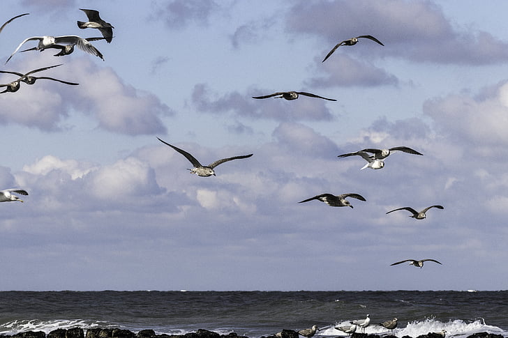 gulls, nature, bird, fly, sea, sky, dom
