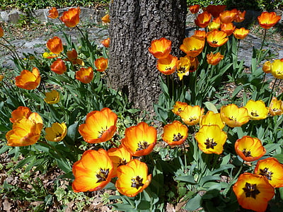 blomst, haven, Tulip, gul, rød, natur, forår