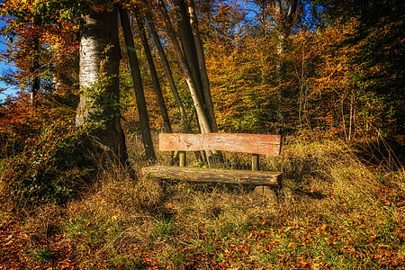 autumn, bench, color, countryside, daylight, environment, forest