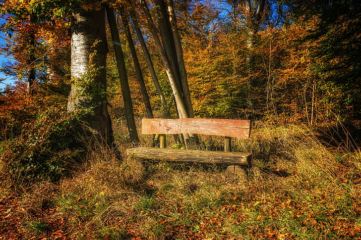 bank, forest, nature, rest, silent, autumn, bench