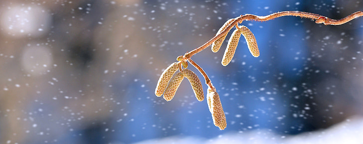 corkscrew hazel, branch, tree, kahl, winter, nature, snow