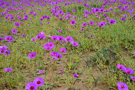 deserto de florescência, flores, roxo, flor, deserto, natureza, flor do deserto