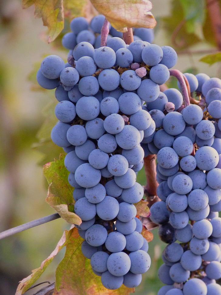 vynuogės, vynuogių, vynas, vynuogių, vaisių, derliaus, augalų