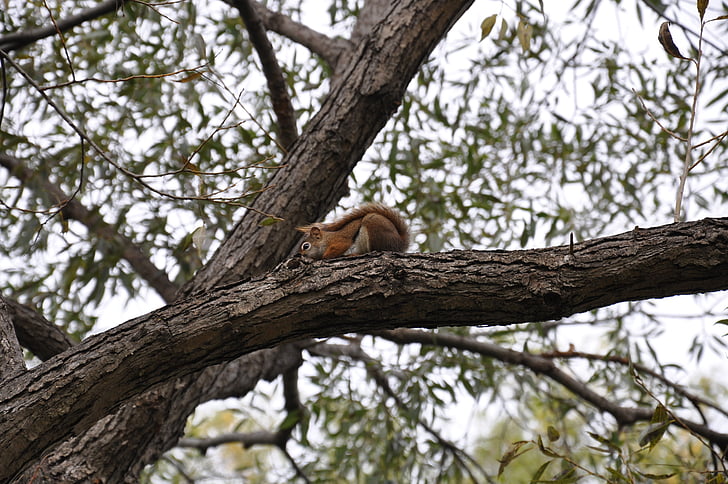 squirrel, tree, park