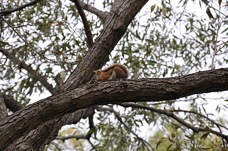 veverica, drevo, Park