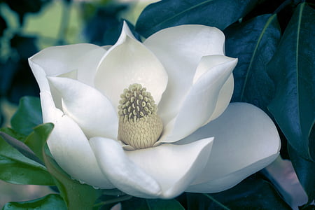 blomma, Magnolia, Bloom, kronblad, vit, Flora, Blossom