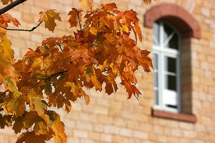 Есен, листа, Есенни листи, есента цвят, златна есен, природата, цветни