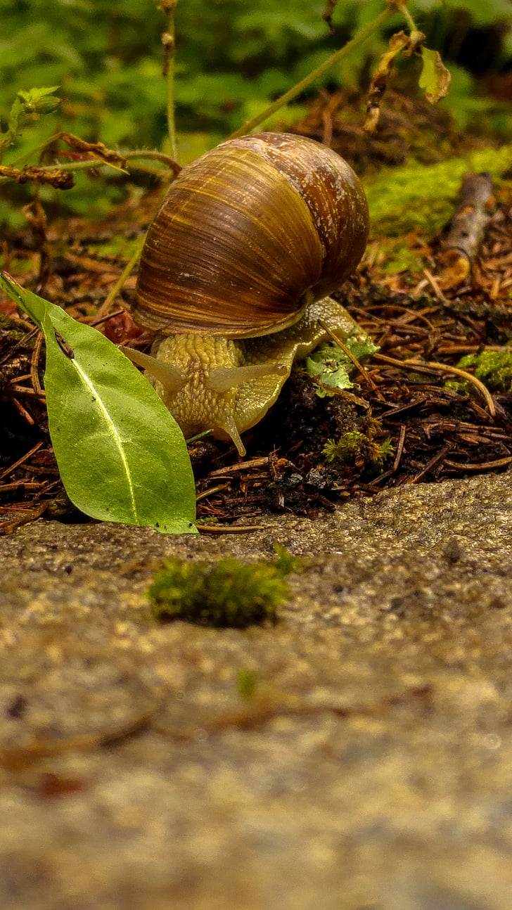 snail, shell, nature, mollusk, slowly, crawl, leaves