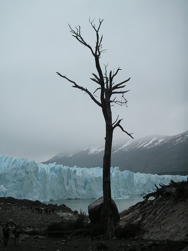 Chile, gleccser, kiszáradt fa, felhők