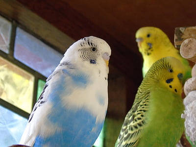 Budgie, papegaai, vogel, geel, groen, blauw, parkiet