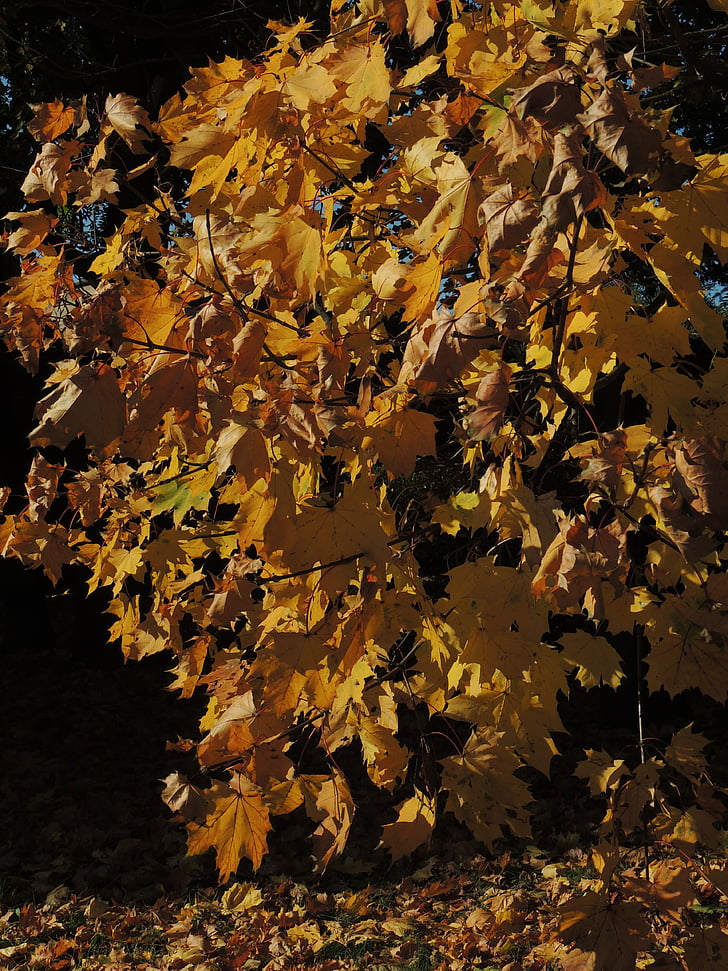 automne, feuillage, Or l’automne, arbre, feuille, jaune, Agriculture