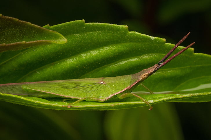 kobylka, zvíře, hmyz, volně žijící zvířata, zelená, Wild, Fauna