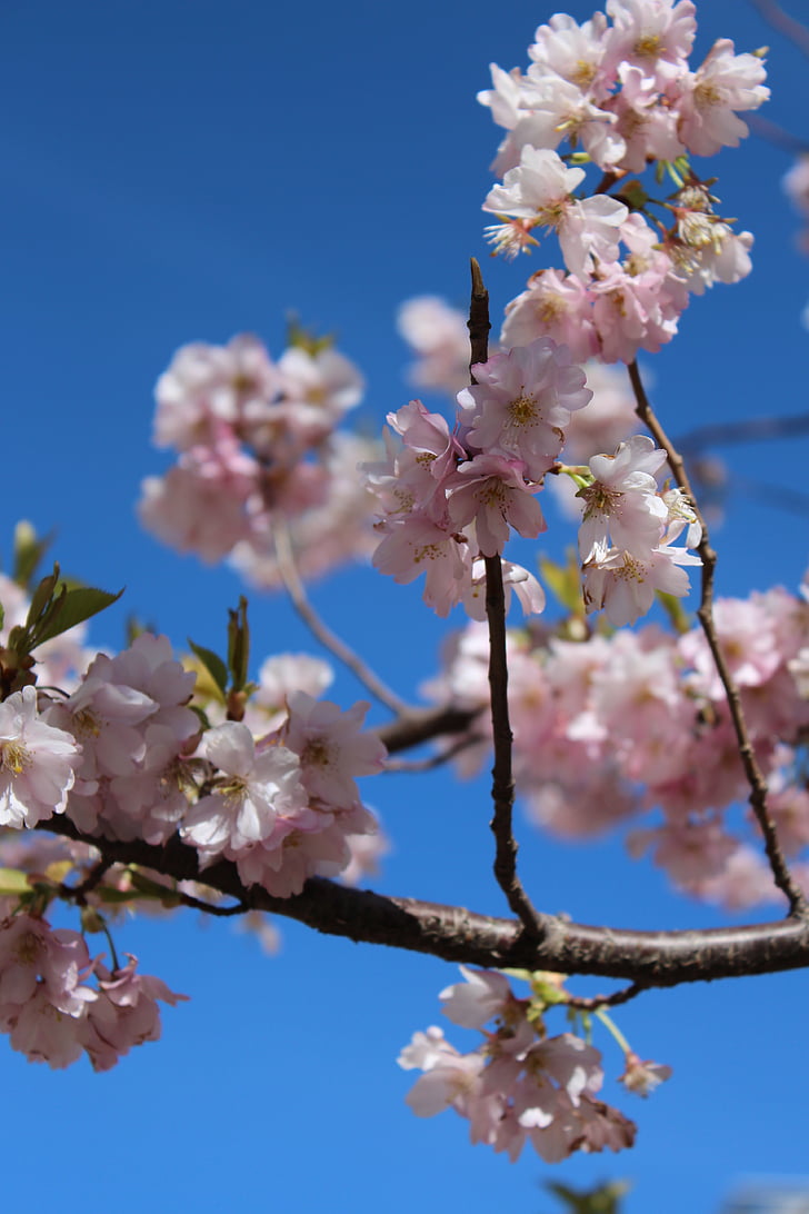 Cherry blossom, våren, vårblomma, blomma, körsbärsträd, Cherry, rosa blomma