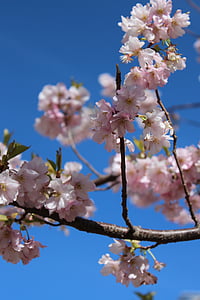 вишни в цвету., Весна, цветок весны., цветок, вишневые деревья, вишня, розовый цветок