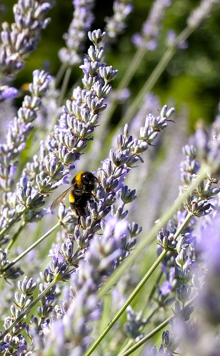 lavender blossom, lavender, lavender flowers, pollination, bee, insect, purple
