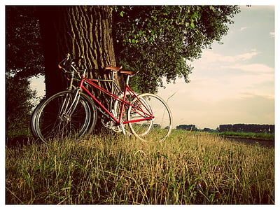 árbol, bicicleta, paseo en bicicleta, Rin, Düsseldorf, dique, sola velocidad