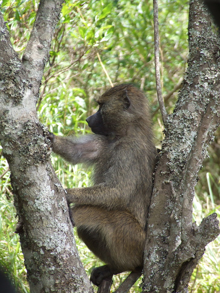 Monkey, svet zvierat, Tanzánia