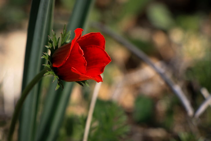 puķe, sarkanu ziedu, vienotā, mīlu, Magone, sarkana, Flora