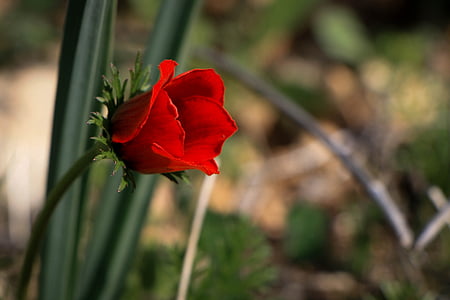 květ, červený květ, jeden, Láska, vlčí mák, červená, Flora